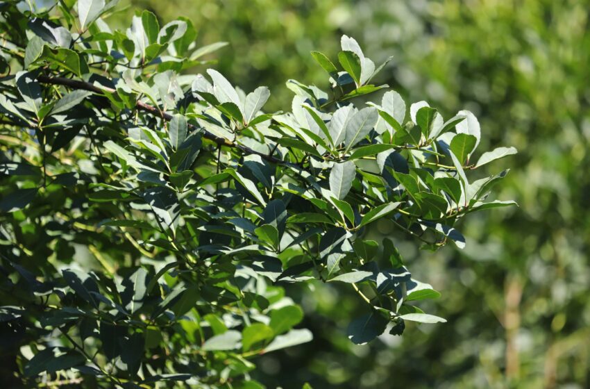  Paraná é destaque nacional na produção florestal, com protagonismo da Erva-Mate