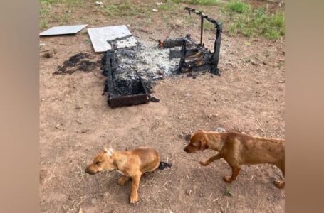 Incêndio criminoso em abrigo de cães no bairro Sadia gera mobilização de protetores e voluntários