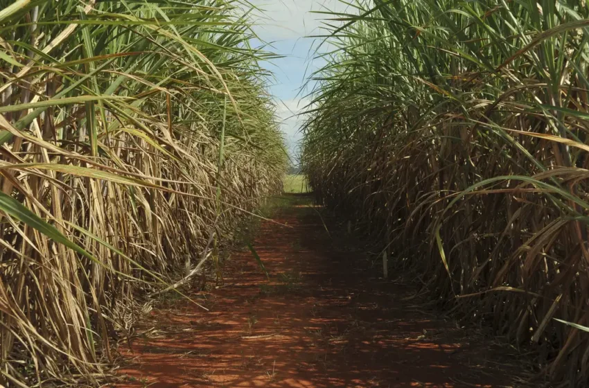  Seca extrema derruba produtividade de cana e usinas antecipam colheita