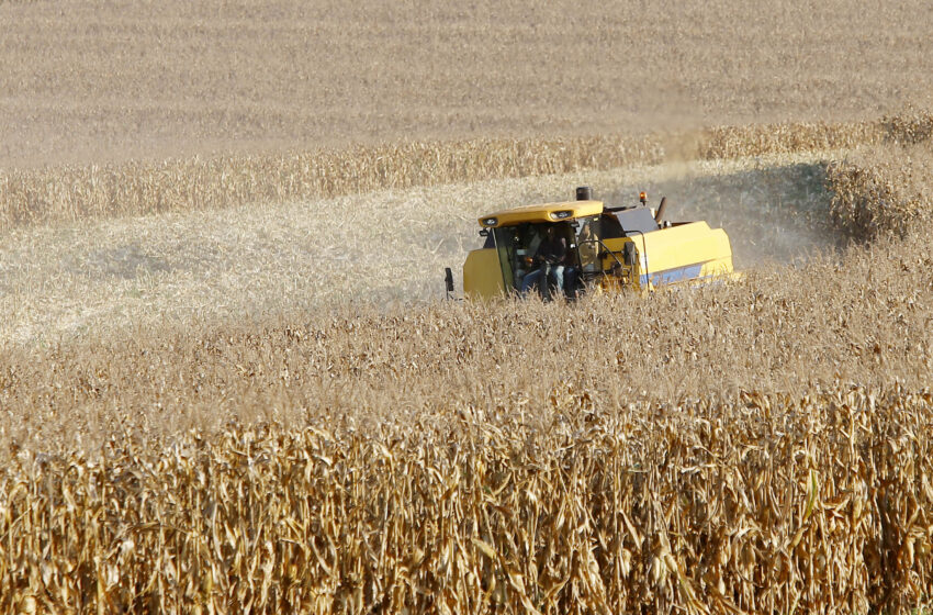  Produtores de milho do Paraná têm melhor remuneração em outubro, aponta boletim