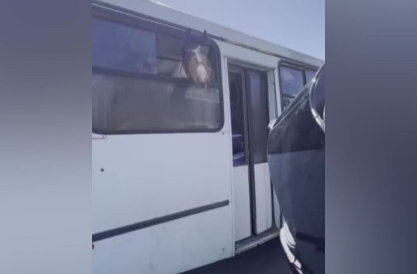  Motociclista flagra cavalos sendo transportados dentro de ônibus